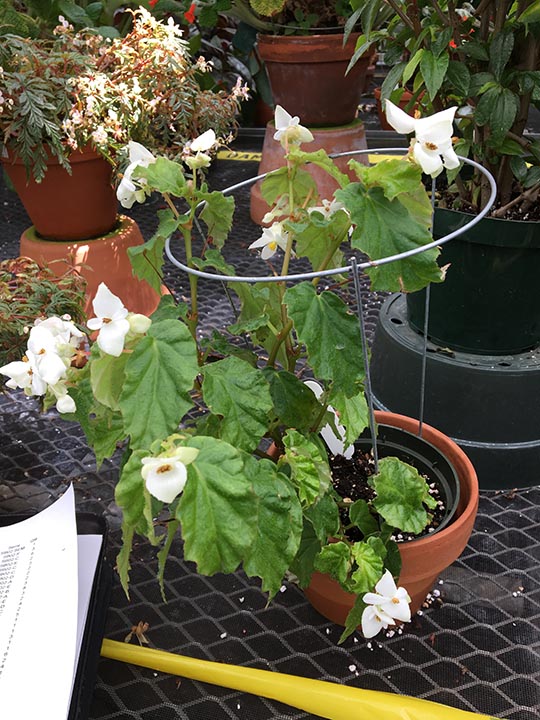B. andina